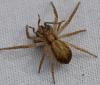 Philodromus dispar